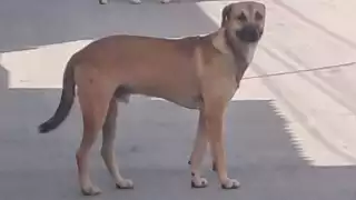 Crueldad animal: conductor abandona a perro en Campeche y podría ir a prisión