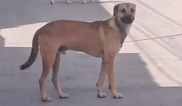 Camioneta abandona a perro en San José; Fiscalía confirma investigación y sanciones