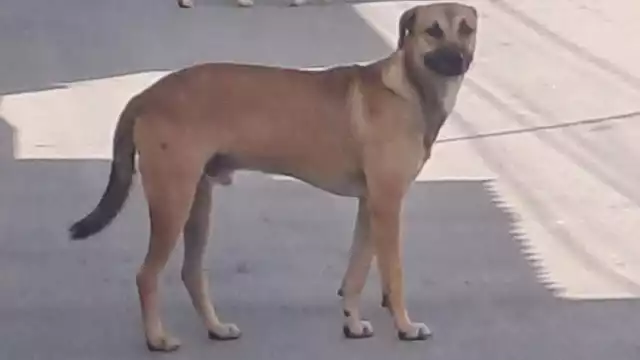 Camioneta abandona a perro en San José; Fiscalía confirma investigación y sanciones