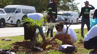 Inicia la Cruzada Forestal 2026 en Mérida: planean plantar más de 8,500 árboles
