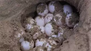 Los ecologistas están alertas ante la destrucción de estos refugios