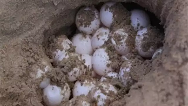 Los ecologistas están alertas ante la destrucción de estos refugios