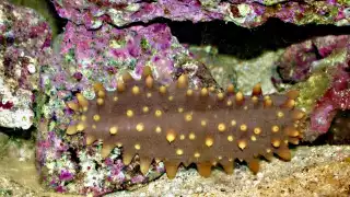 Pepino de mar: El "oro negro" de México con propiedades medicinales