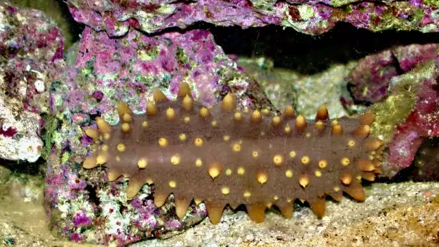 La pesca furtiva de esta especie amenaza con extinguir este ejemplar