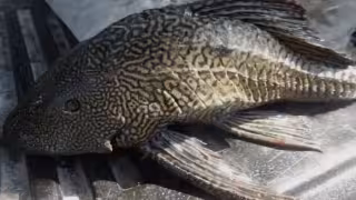 Pez León y Diablo: invasores que amenazan la pesca en Campeche