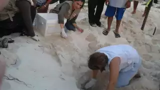 Los que sean sorprendidos llevándose huevos serán puestos a disposición de las autoridades federales