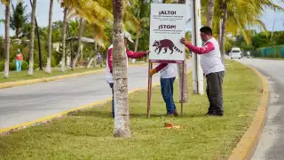 Instalan carteles a fin de proteger a la fauna silvestre en zonas estratégicas en Cozumel