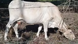 Cabe recordar que en 2020 la ganadería generó en volúmenes de producción en carne 51 mil toneladas