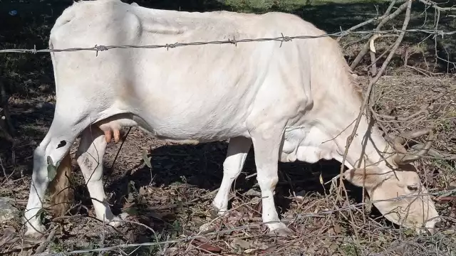Cabe recordar que en 2020 la ganadería generó en volúmenes de producción en carne 51 mil toneladas