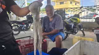 Campeche apuesta por reproducir pulpo y pepino de mar para evitar su desaparición