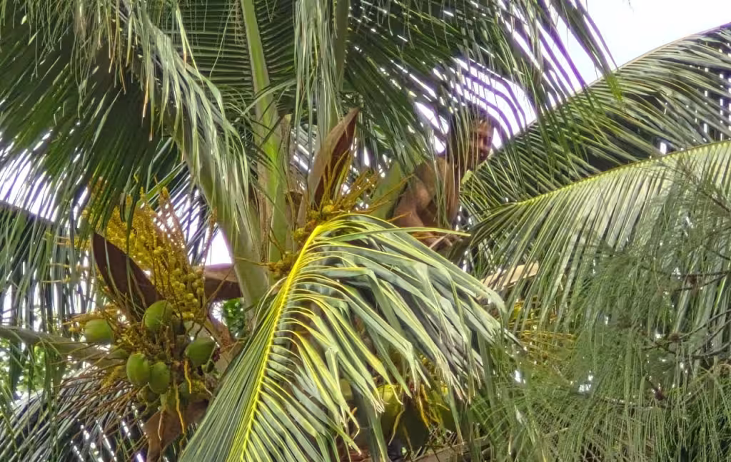 Intentaban bajar cocos y terminan incendiando una palmera en Ciudad del Carmen