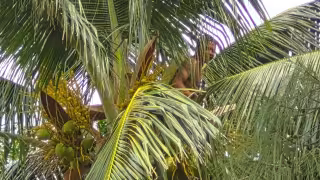 Querían bajar cocos y terminan incendiando una palmera en Santa Rosalía, Carmen