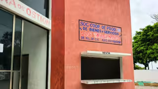 Cooperativa denuncia captura ilegal de ostión en Campeche