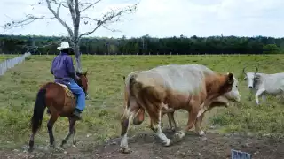 La Asociación Ganadera local tiene sus instalaciones a la salida de esta ciudad, rumbo al poblado de Polyuc