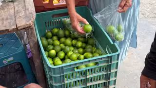 Precio del limón se estabiliza tras dos meses de alza