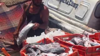 Lluvias favorecen captura de escama en muelles de Campeche
