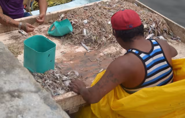 La pesca ilegal del camarón ocasiona que en tiempo de captura se reduzca la producción de esta especie