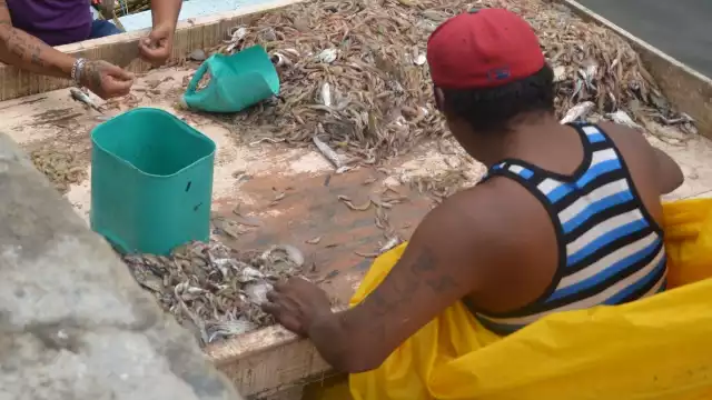 La pesca ilegal del camarón ocasiona que en tiempo de captura se reduzca la producción de esta especie