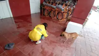 FOTOS: Alejandro Collí