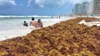 Sargazo pone en "jaque" al Ayuntamiento de Chetumal