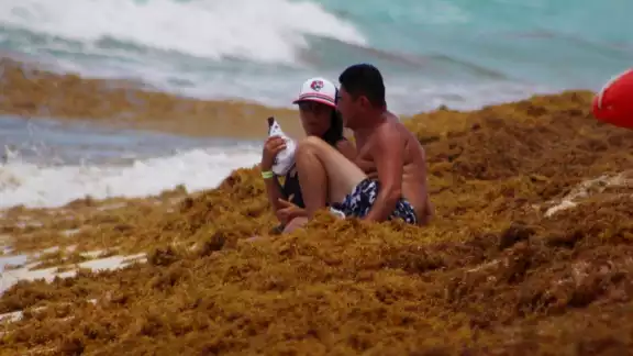En el reporte diario de sargazo, informa que de las 47 playas que tiene Quintana Roo, 11 sufren un recale fuerte de la macroalfa café En el reporte diario de sargazo, informa que de las 47 playas que tiene Quintana Roo, 11 sufren un recale fuerte de la macroalfa café