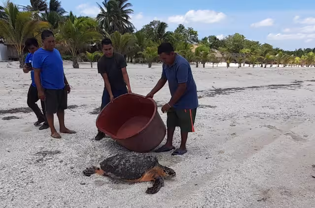 Jóvenes de Champotón compraron una tortuga adulta que era comercializada