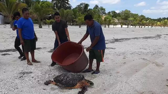 Jóvenes de Champotón compraron una tortuga adulta que era comercializada