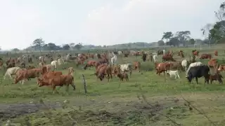 El aumento en el precio de garantía del Gobierno Federal no impactará en la Isla