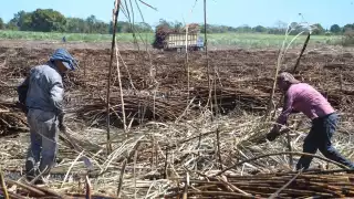 Aseguran que los trabajadores prefirieron laborar en las obras del Tren Maya