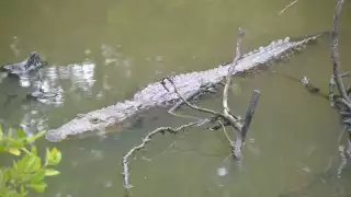 El ejemplar será auxiliado por activistas