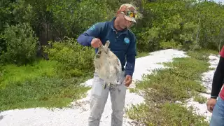 Asociaciones de protección a las tortugas piden conciencia para valorar estos animales