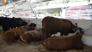 El ganado de Carmen se ha visto afectado por algunas plagas de insectos. Foto: Gerardo Can Dzib