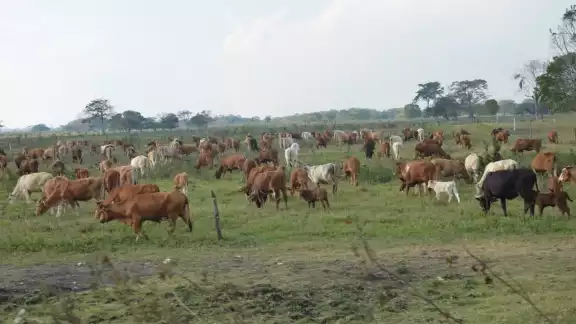 El aumento en el precio de garantía del Gobierno Federal no impactará en la Isla