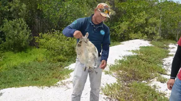 Asociaciones de protección a las tortugas piden conciencia para valorar estos animales Asociaciones de protección a las tortugas piden conciencia para valorar estos animales