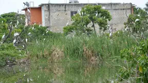 Guardianes de la Naturales ha solicitado apoyo en diversas ocasiones a la Semarnat, para la limpieza del lugar Guardianes de la Naturales ha solicitado apoyo en diversas ocasiones a la Semarnat, para la limpieza del lugar
