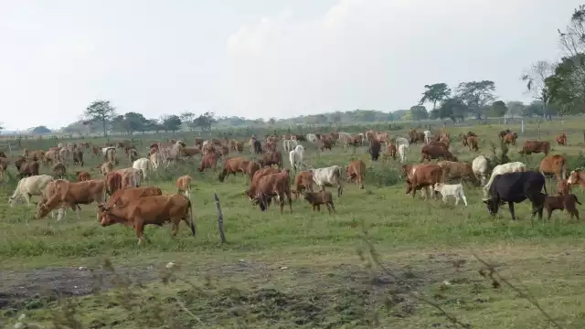 El aumento en el precio de garantía del Gobierno Federal no impactará en la Isla