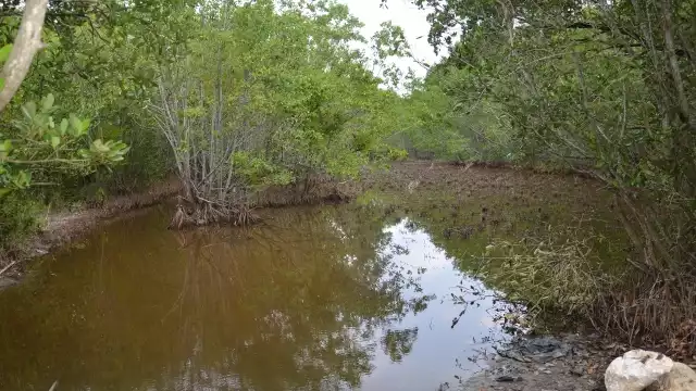 Gran parte de los manglares del país están bajo regímenes comunales