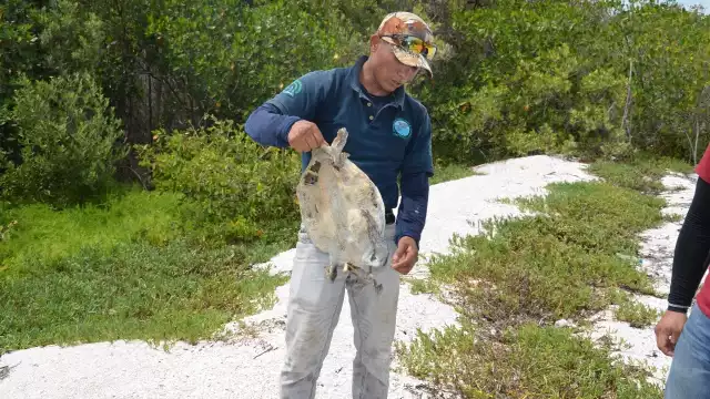 Asociaciones de protección a las tortugas piden conciencia para valorar estos animales