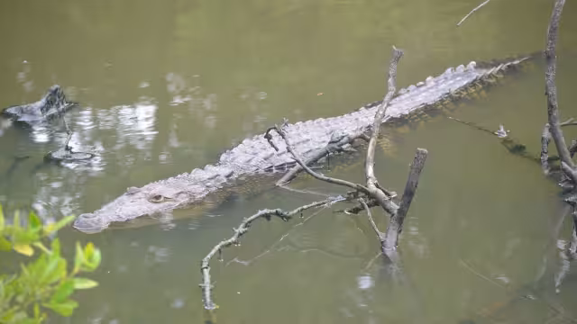 El ejemplar será auxiliado por activistas