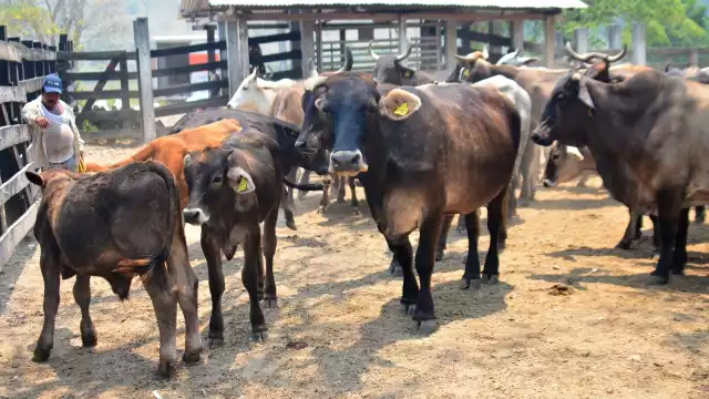 Presidentes de 11 asociaciones ganaderas reclaman este nombramiento