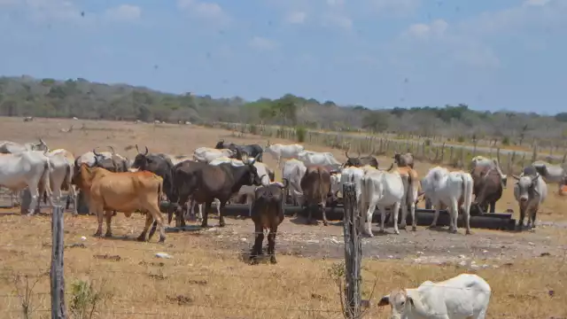 La inversión entre la federación y productores fue de aproximadamente un millón de pesos