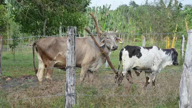 Hace unos meses se tenía escasez de reses de a pie en todo el Estado de Campeche