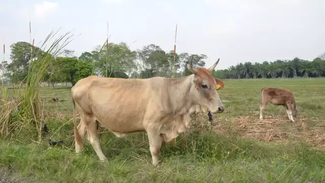 Los acaparadores aprovechan la situación de emergencia del sector pecuario campechano para embarcar hasta 500 animales rumbo a entidades del Norte y Bajío