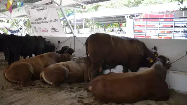 El ganado de Carmen se ha visto afectado por algunas plagas de insectos. Foto: Gerardo Can Dzib