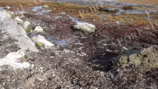 Recalan miles de peces muertos en playa Bahía Petempich; científicos lo atribuyen a la falta de oxígeno por descomposición del sargazo
