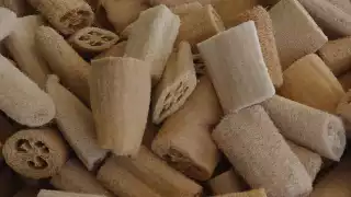 El estropajo surge de la naturaleza