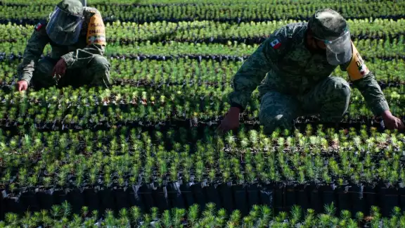 Vivero de "Sembrando Vida", administrado por la SEDENA Vivero de "Sembrando Vida", administrado por la SEDENA