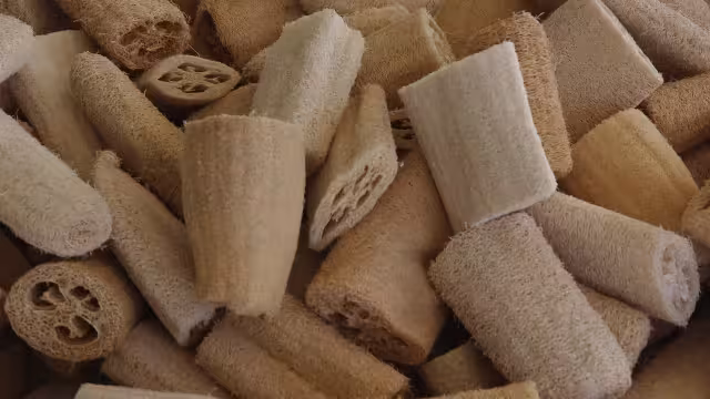 El estropajo surge de la naturaleza