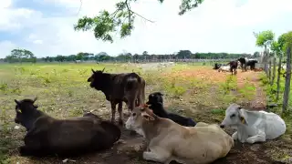 Foto: Luis Enrique Tuz