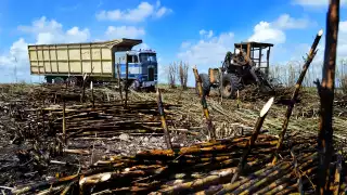 Cañeros aseguran más de 29 mil hectáreas en Quintana Roo